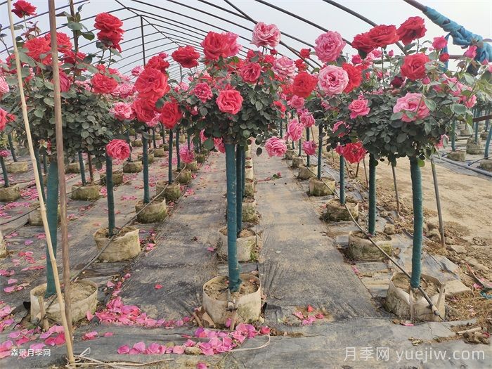 河南三门峡园林绿化适合种植月季花吗？(图2)