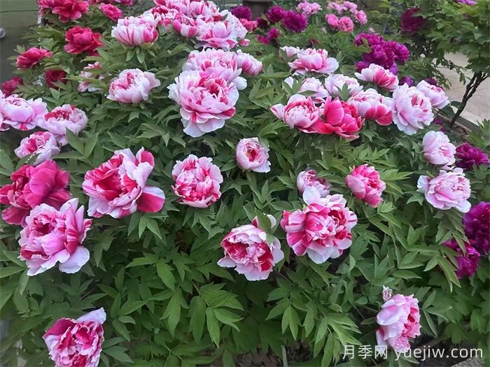 洛阳牡丹花的特点是什么？(图2)