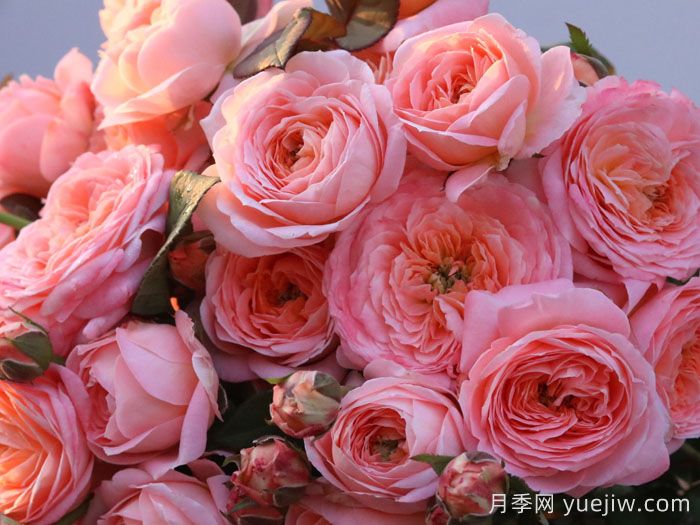 梧桐月月季(图3)