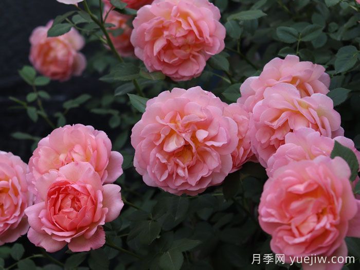 粉姬月季/粉公主月季(图4)