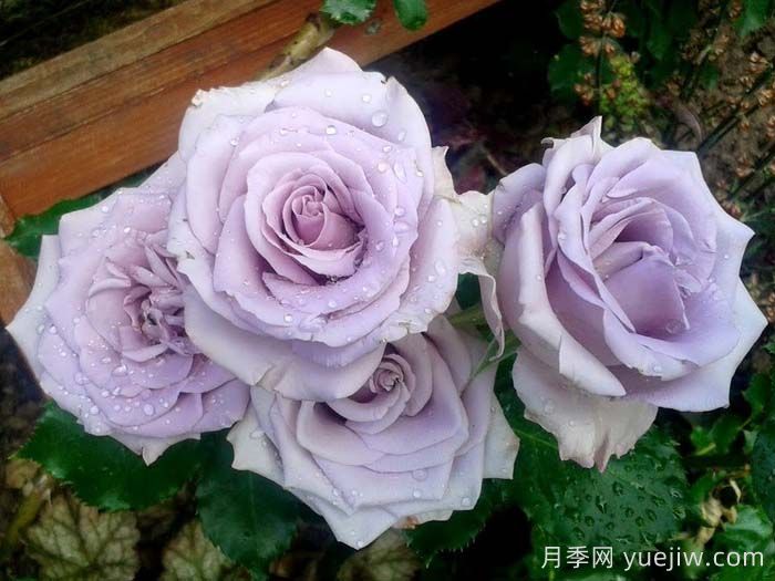 100种玫瑰品种科普(图7)