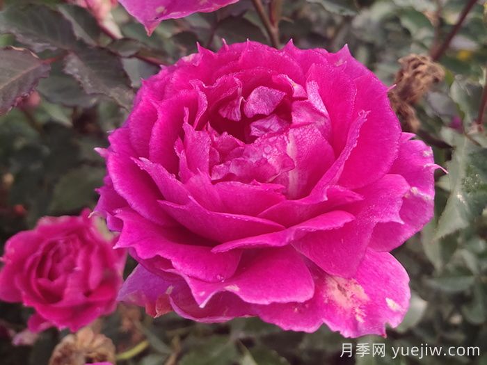 100种玫瑰品种科普(图8)