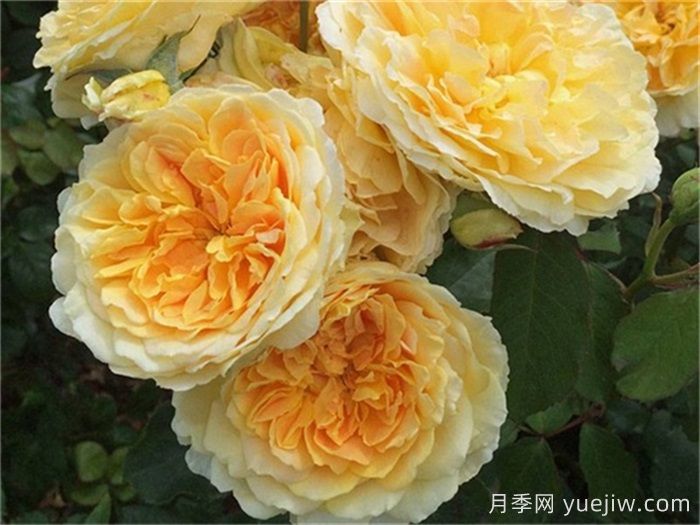 100种玫瑰品种科普(图14)