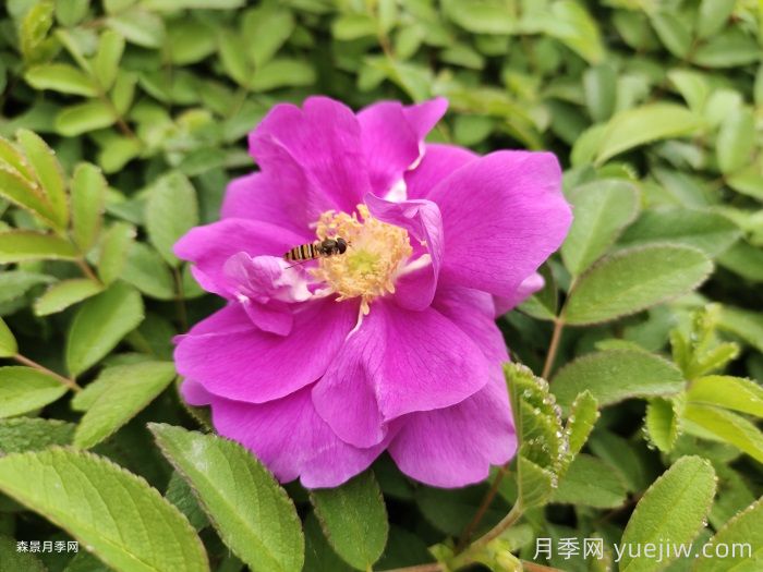 玫瑰，爱与芬芳的象征(图1)