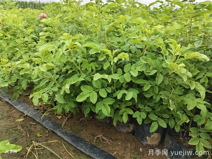 玫瑰，爱与芬芳的象征(图2)