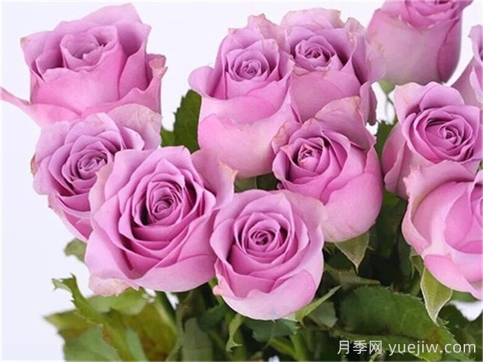 精选热门玫瑰品种，你喜欢哪个？(图4)