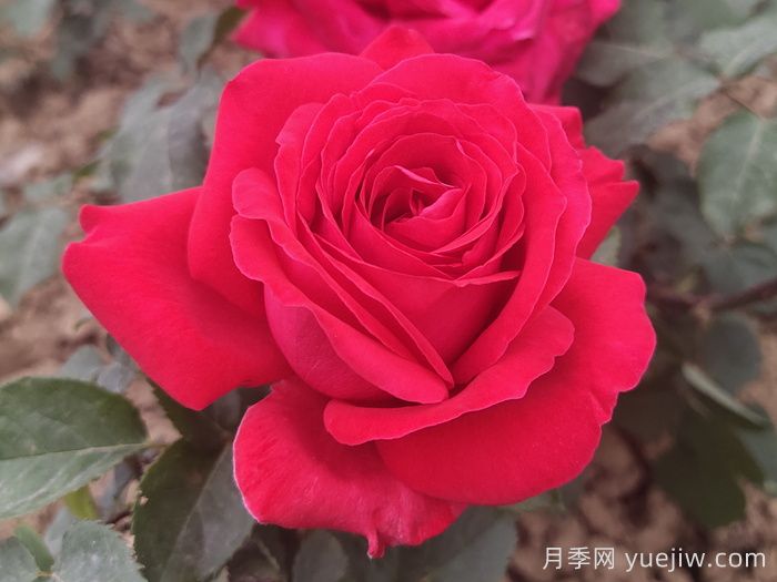 10款纯正红色月季，美得像火一样(图1)