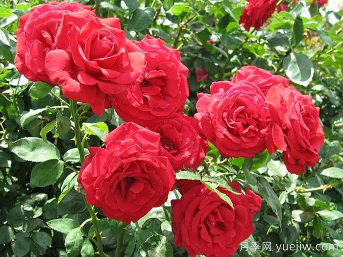 肯塔基达比月季/肯德基达比(图2)