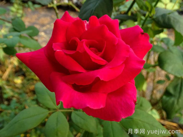 肯塔基达比月季/肯德基达比(图1)