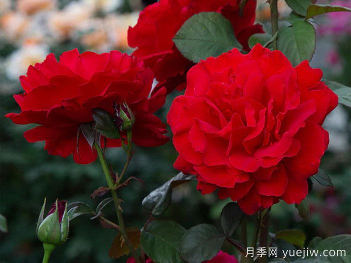 传奇月季/约瑟芬月季(图2)