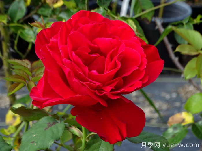 传奇月季/约瑟芬月季(图1)