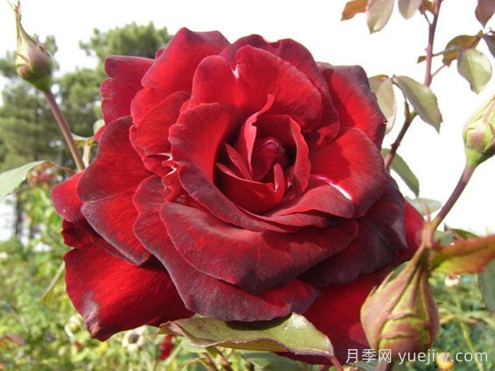 戴尔巴德夫人月季(图1)