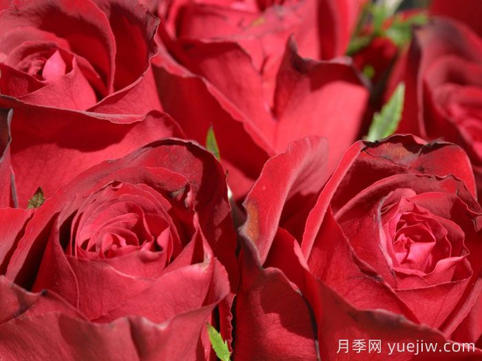 戴尔巴德夫人月季(图2)