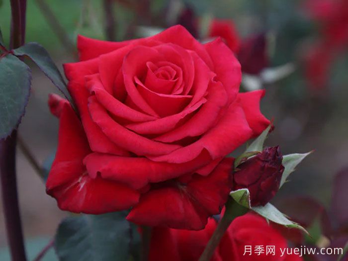 红衣主教月季(图1)