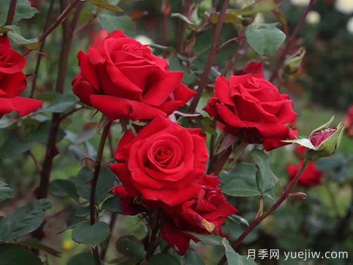 红衣主教月季(图2)