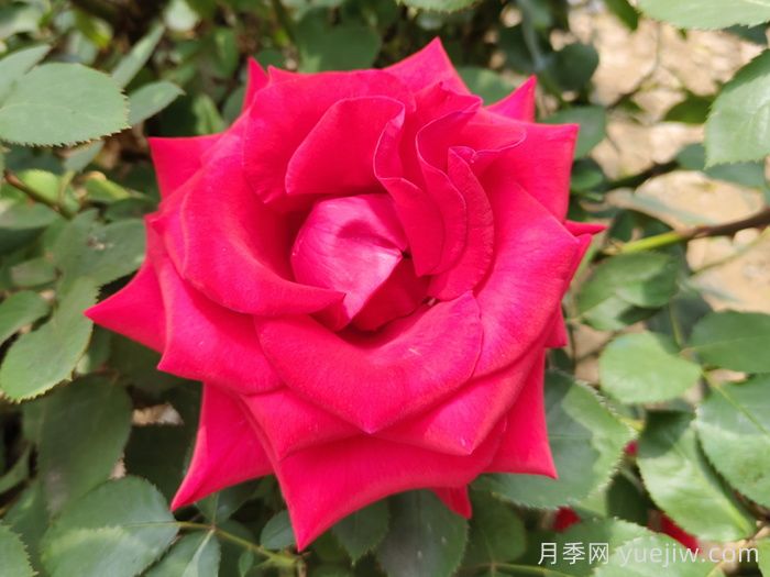 红衣主教月季(图3)