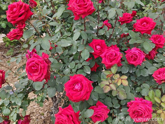 红衣主教月季(图4)