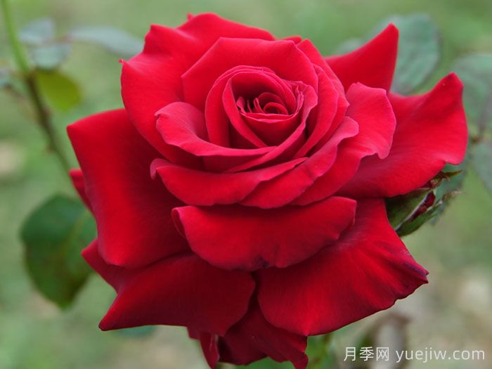 完美红色月季(图2)