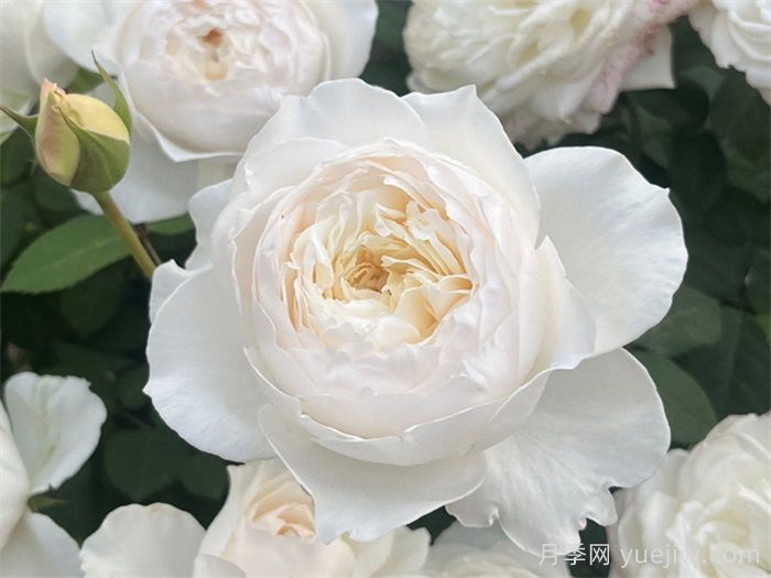 7种让人一眼心动的白色系奥斯汀花型月季(图1)