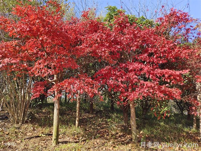 红枫、黄枫、青枫的鉴赏与区别(图2)