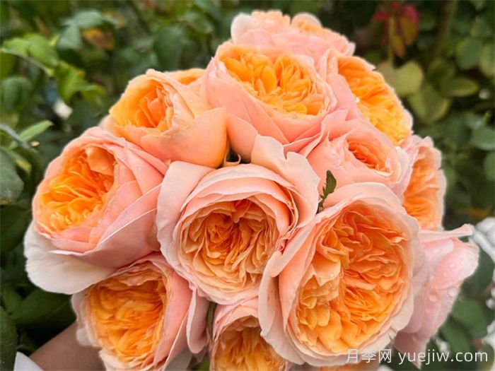 养了十年月季，只爱这5款经典欧月(图5)