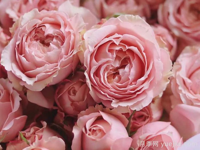 朱丽叶塔月季，把法式温柔捧在手心里(图1)