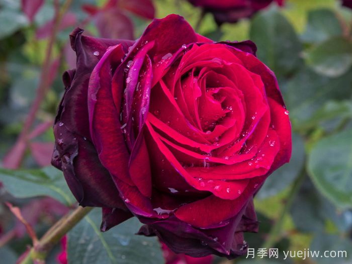 适合北京露地栽培的优秀月季品种(图3)