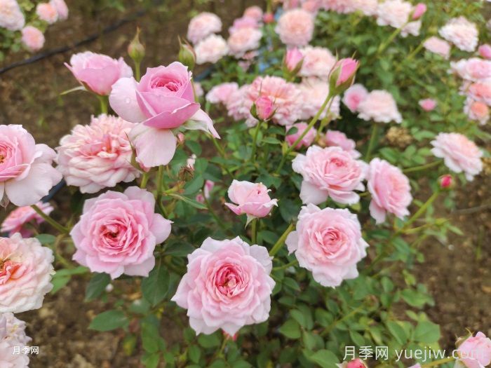 适合北京露地栽培的优秀月季品种(图5)