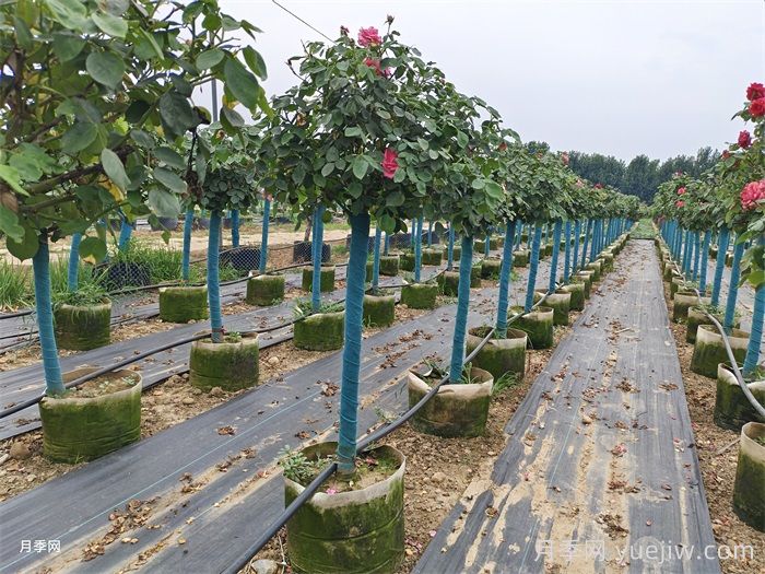 立秋之后移栽苗木养护技巧(图2)