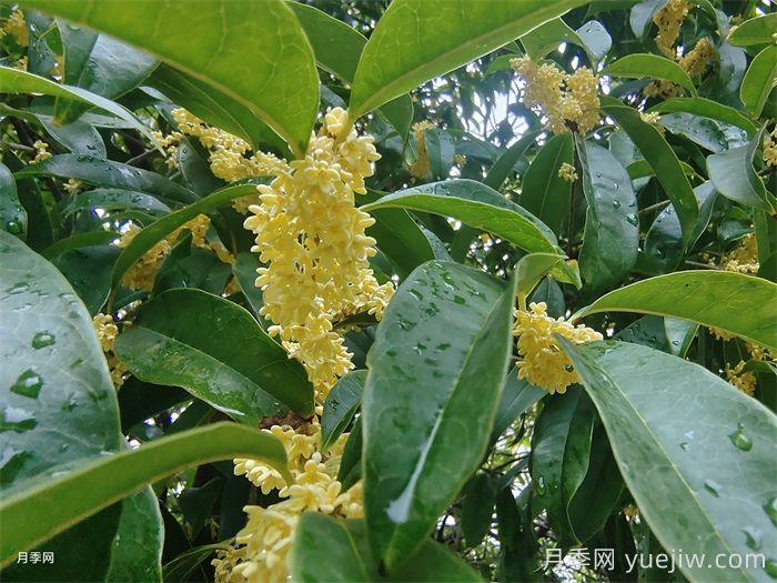 70首诗词中的桂花，香满整个秋天(图1)