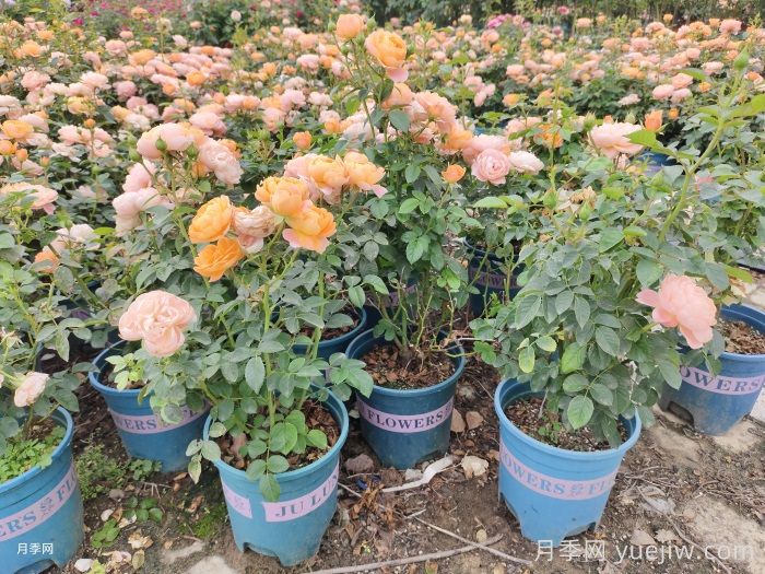 秋天阳台最该养的花，越养越惊艳(图1)