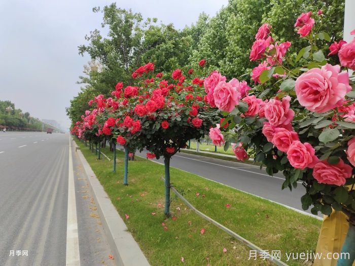 势如破竹的彩色树种(图1)