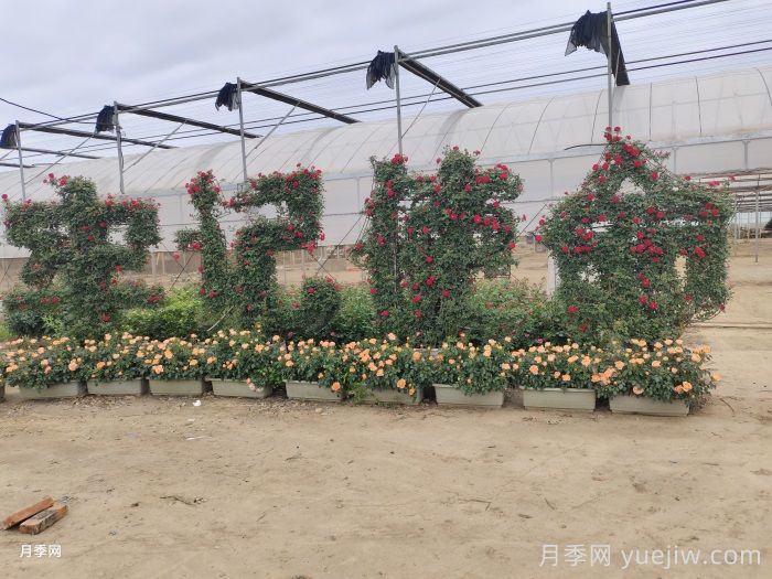 南阳月季在市政绿化中的影响力(图3)