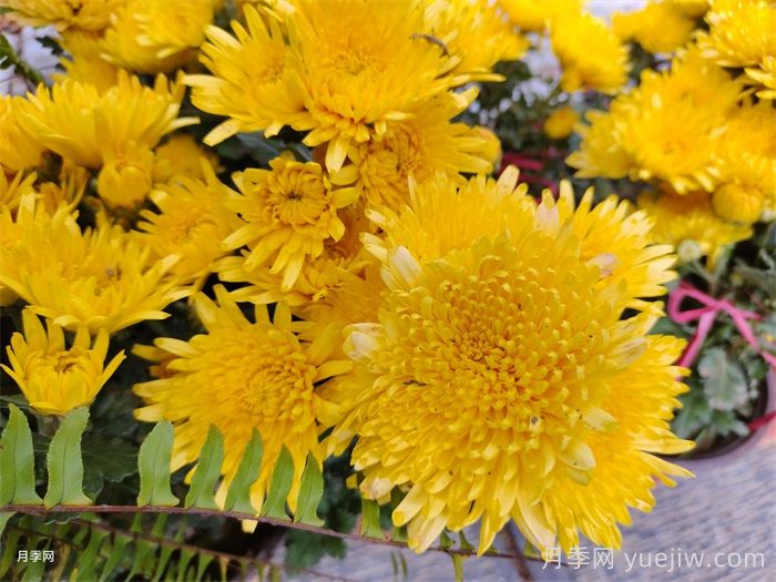 50种常见花卉养护方法(图2)