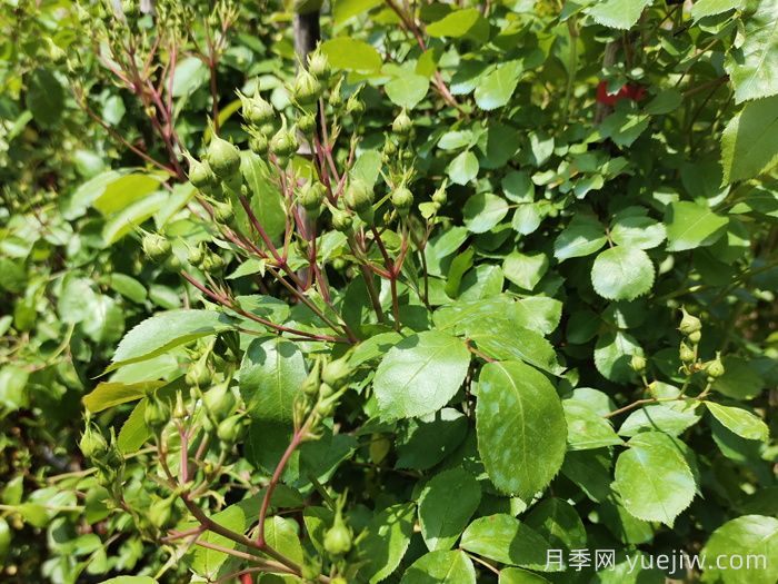 月季要爆花，掌握这4种修剪方法(图2)