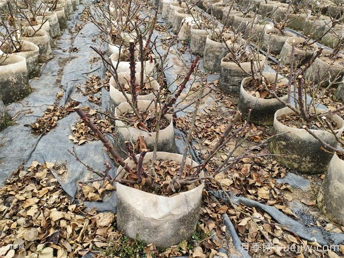 月季要爆花，掌握这4种修剪方法(图4)