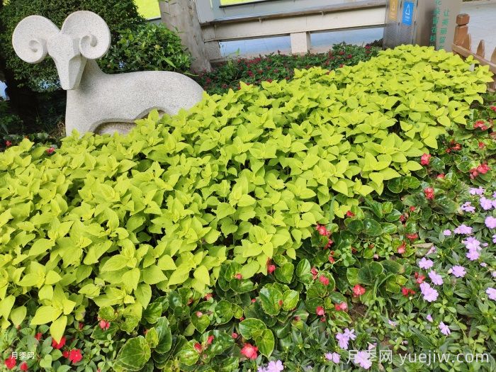 什么景观用什么绿化植物,带你学习(图2) 什么景观用什么绿化植物,带你学习(图2)