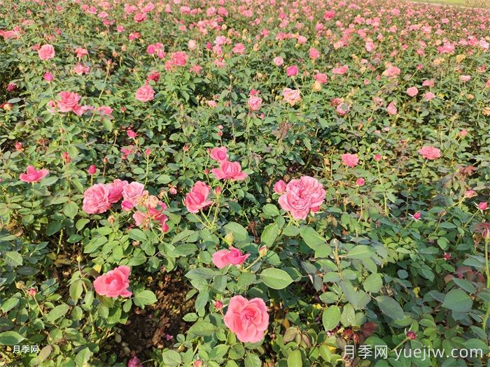 新手干货，月季施肥用什么肥如何用肥(图1)