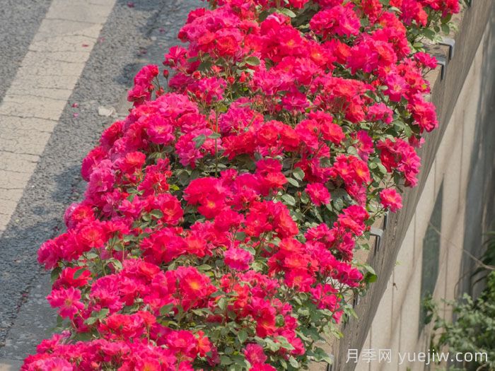 西子伊人月季(图3)