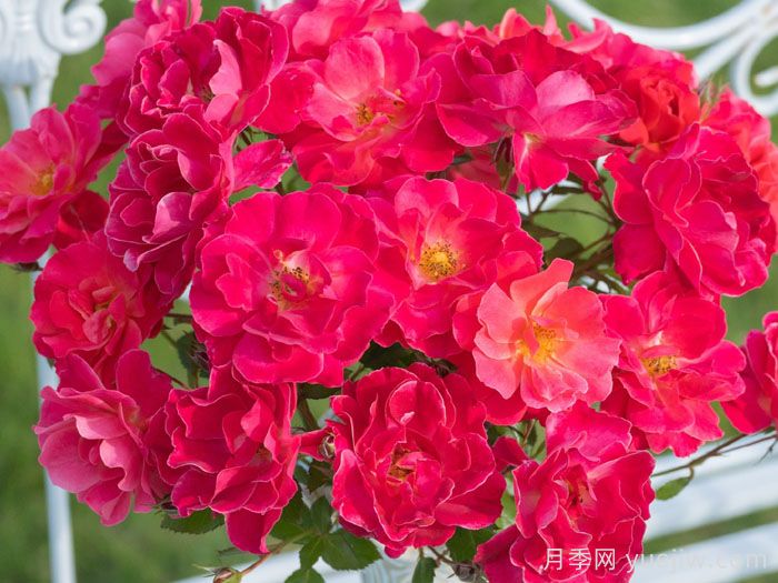 西子伊人月季(图1)