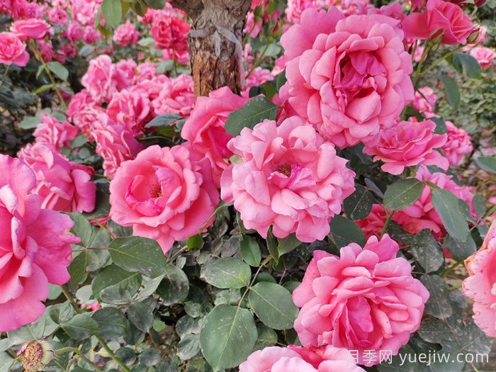 绿化工程常用大花月季品种大全(图1) 绿化工程常用大花月季品种大全(图1)