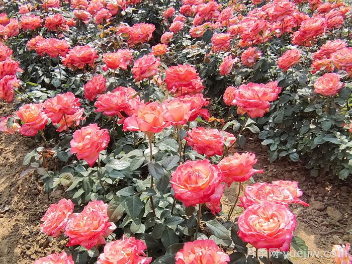 绿化工程常用大花月季品种大全(图4) 绿化工程常用大花月季品种大全(图4)