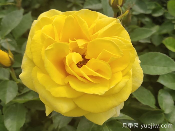 绿化工程常用大花月季品种大全(图5) 绿化工程常用大花月季品种大全(图5)