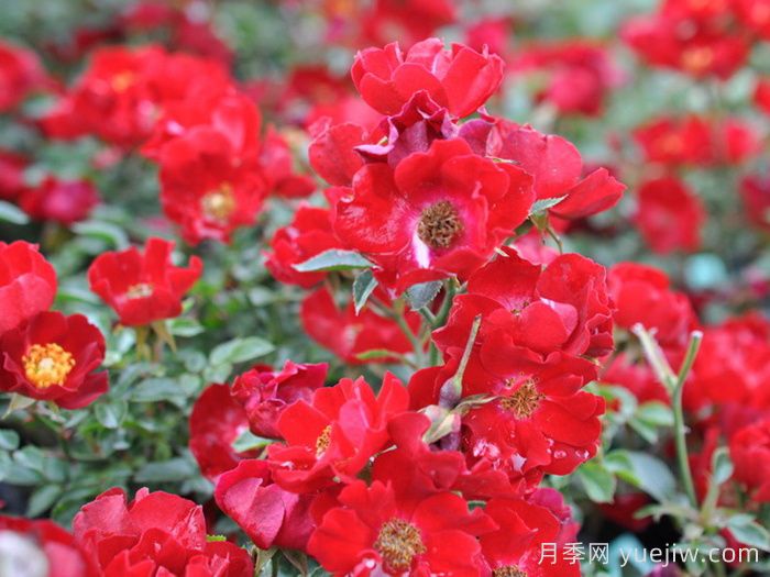 市政园林绿化工程常用的月季种类(图3) 城市园林绿化工程常用的月季种类(图3)