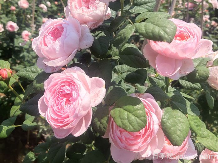 市政园林绿化工程常用的月季种类(图5) 城市园林绿化工程常用的月季种类(图5)