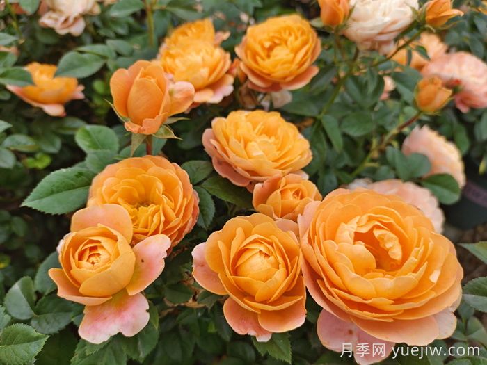 市政园林绿化工程常用的月季种类(图6) 城市园林绿化工程常用的月季种类(图6)