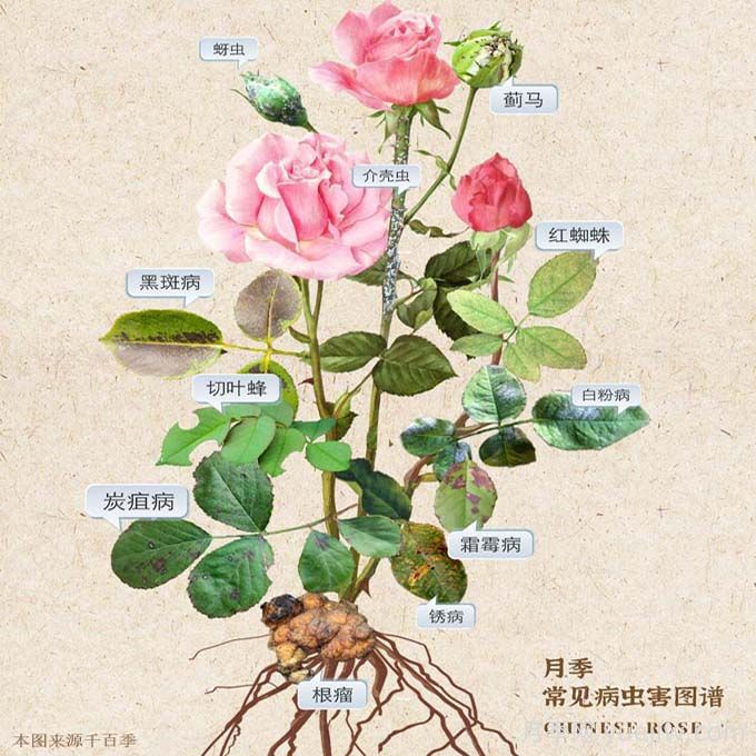 植物病害知识全解(图1) 植物病害知识全解(图1)