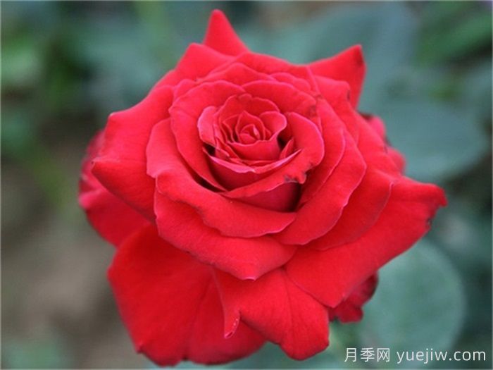 18种具有美容功能的植物(图1)