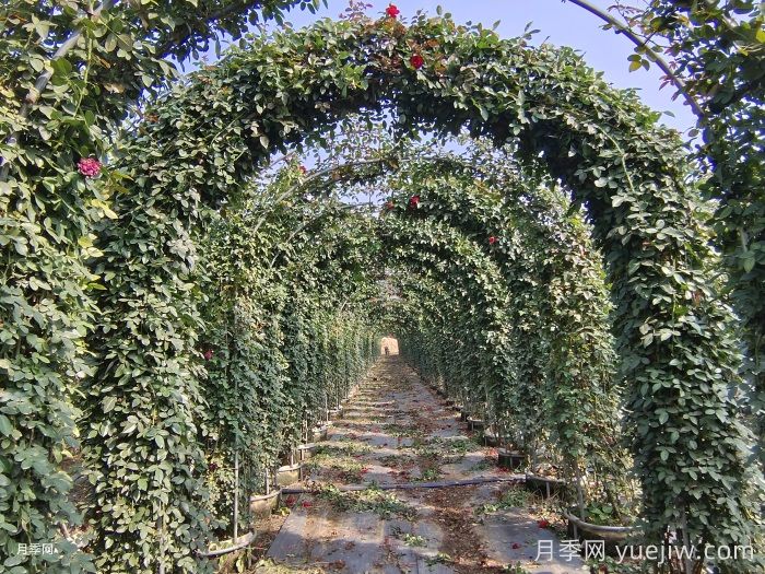 北方藤本月季,秋剪还是冬剪?弄对时间来年爆花(图1) 北方藤本月季,秋剪还是冬剪?弄对时间来年爆花(图1)