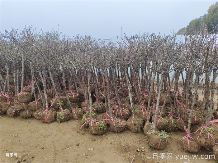 秋冬季月季苗木栽植技巧(图2) 秋冬季月季苗木栽植技巧(图2)